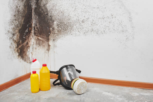 Best Best Mold Removal Companies  in Lincoln, CA