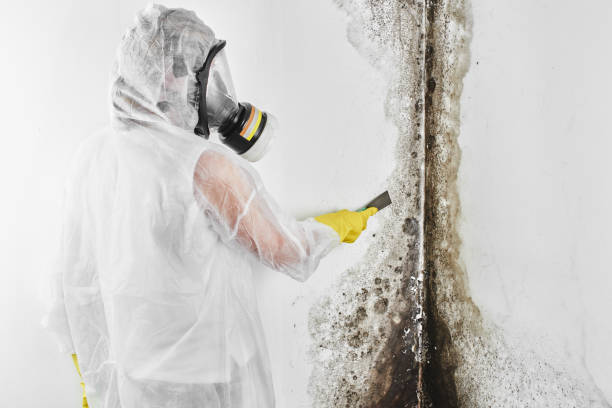 Best Best Mold Removal Companies  in Lincoln, CA