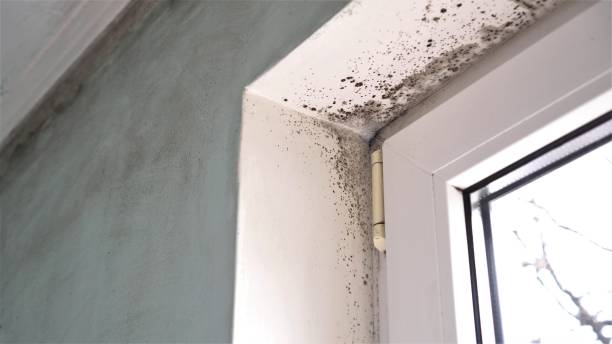 Mold Removal Process in Lincoln, CA
