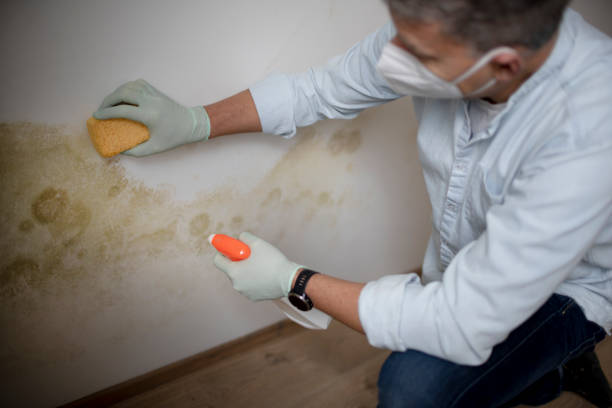 Best Mold Remediation Services  in Lincoln, CA