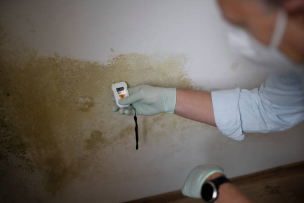 Best Mold Inspection  in Lincoln, CA