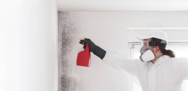 Best Same-Day Mold Removal  in Lincoln, CA