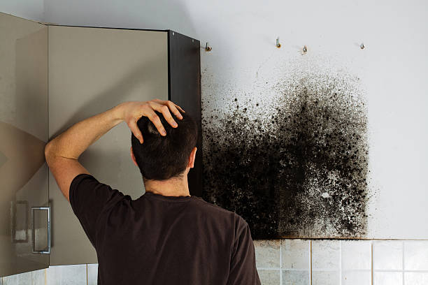 Best Mold Removal Company Near Me  in Lincoln, CA
