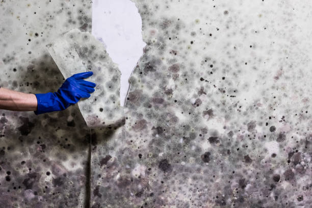 Best Certified Mold Removal  in Lincoln, CA