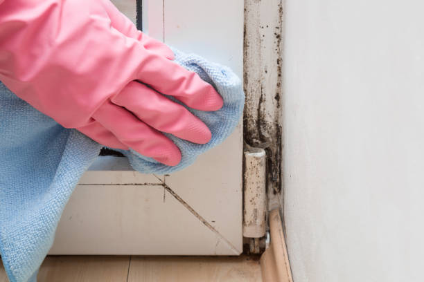 Best Mold Remediation  in Lincoln, CA