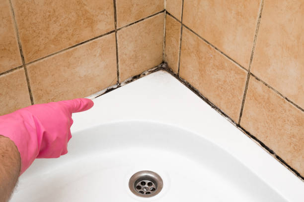 Best Toxic Mold Removal  in Lincoln, CA